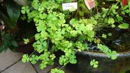 Natürlicher Unterwasserrasen im Teich: Grasartige Pflanzen als dekorativer Bodendecker