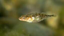 Fische im Gartenteich – Welche Arten passen in den naturnahen Teich?