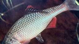 Fische im Gartenteich – Welche Arten passen in den naturnahen Teich?