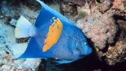 Das Rote Meer: Heimat beliebter Zierfische