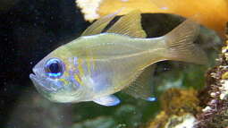 Das Rote Meer: Heimat beliebter Zierfische