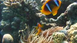 Das Rote Meer: Heimat beliebter Zierfische