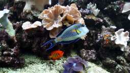 Das Rote Meer: Heimat beliebter Zierfische