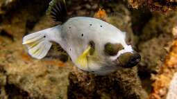 Wie wirkt das Gift der Kugelfische? Ein tiefer Einblick in Tetrodotoxin