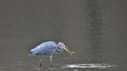 Wie kann man Teichfische vor dem Fischreiher schützen?