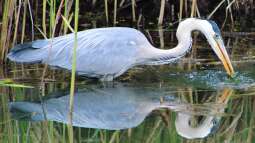 Wie kann man Teichfische vor dem Fischreiher schützen?
