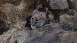 Schäden durch Wühlmäuse an Gartenteichen