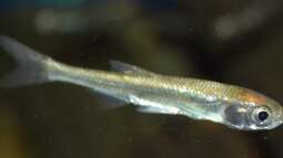 Miniteich mit Fischen: Welche Arten sind geeiget?