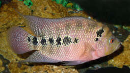 Buntbarsche aus Mittelamerika: Das ist die Bullenklasse