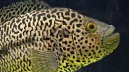 Buntbarsche aus Mittelamerika: Das ist die Bullenklasse