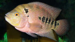 Buntbarsche aus Mittelamerika: Das ist die Bullenklasse