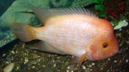 Buntbarsche aus Mittelamerika: Das ist die Bullenklasse