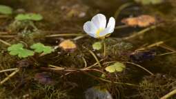 Einjährige Wasserpflanzen – Meister der Selbsterneuerung