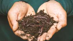 Wie kann man den Boden im Garten lockern?