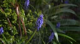Sickerflächen im Garten: Wie Regenwasser die Bodenwasserversorgung unterstützen kann