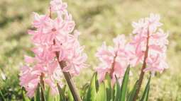 Frühblüher im Haus: Auspflanzen nach der Blüte