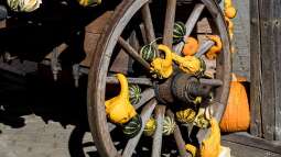 Zierkürbisse selbst im Garten anbauen