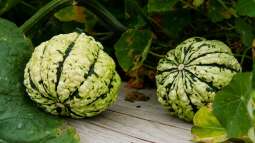 Zierkürbisse selbst im Garten anbauen