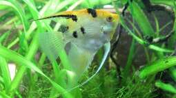 Weiches Wasser: Welche Zierfische sind geeignet?