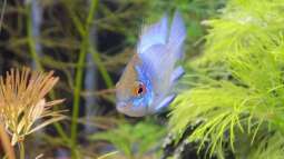 Weiches Wasser: Welche Zierfische sind geeignet?