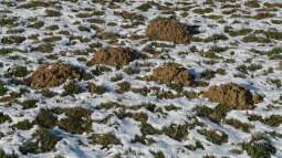 Maulwurfshügel entfernen: Ein Schaden für den Maulwurf?