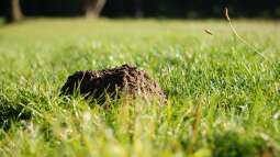 Maulwurfshügel entfernen: Ein Schaden für den Maulwurf?
