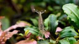 Die faszinierende Farbenvielfalt der Bucephalandra – Warum schimmern ihre Blätter?