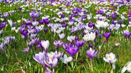 Geduld ist gefragt: Winterschaden oder Spätzünder?