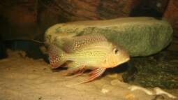 Geophagus altifrons – So leben die Erdfresser aus Südamerika in der Natur