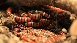 Was macht Königsnattern bei Terrariumbesitzern so beliebt?