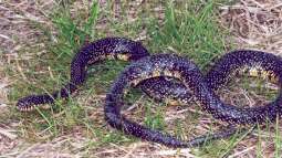 Was macht Königsnattern bei Terrariumbesitzern so beliebt?