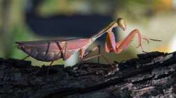 Gottesanbeterin: Für Kinder geeignete Exoten?