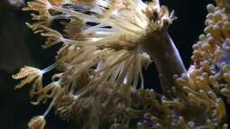 Blumentiere – faszinierende Nesseltiere mit pflanzenähnlichem Erscheinungsbild