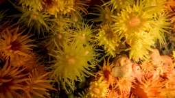 Was spüren Korallen und Anemonen?