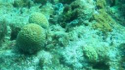 Was spüren Korallen und Anemonen?