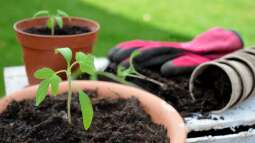 Künstliche Bestäubung bei Fruchtpflanzen: Tomaten, Zitronen & Co. am Fenster zum Fruchten bringen