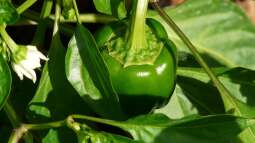 Künstliche Bestäubung bei Fruchtpflanzen: Tomaten, Zitronen & Co. am Fenster zum Fruchten bringen