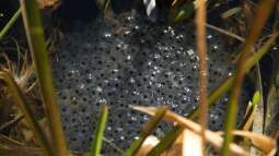 Umgang mit Amphibienlaich im Gartenteich: Was erlaubt ist, was nicht - und wie man Amphibien unterstützen kann