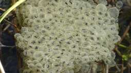 Umgang mit Amphibienlaich im Gartenteich: Was erlaubt ist, was nicht - und wie man Amphibien unterstützen kann