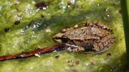 Fische und Amphibien im Gartenteich: Ein Miteinander mit Rückzugszonen