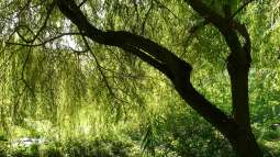 Hybride und Naturhybride 