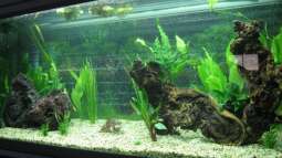 So findest du das richtige Deko-Holz für dein Aquarium 