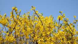 Pflege nach der Blüte: Was die Forsythie jetzt braucht