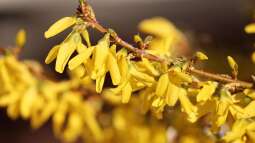 Pflege nach der Blüte: Was die Forsythie jetzt braucht
