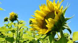 Gärtnern nach der Natur: Phänologische Beobachtungen