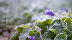 Gärtnern nach der Natur: Phänologische Beobachtungen