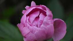 Mythos und Medizin: Die kulturelle Geschichte der Pfingstrosen