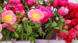 Mythos und Medizin: Die kulturelle Geschichte der Pfingstrosen