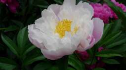 Mythos und Medizin: Die kulturelle Geschichte der Pfingstrosen