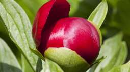 Mythos und Medizin: Die kulturelle Geschichte der Pfingstrosen